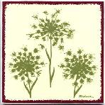 Queen Anne�s Lace is the wild ancestor of the carrot, native to Europe and Asia and is common in North America. It bears delicate flat-topped clusters of white flowers and has a stout but inedible root.