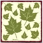 The maple leaf is the characteristic leaf of the maple tree, and is one of the most widely recognized leaves. The leaves have a distinctive shape and turn brilliant colors in the autumn. A real treat for the �Leaf Peepers�.